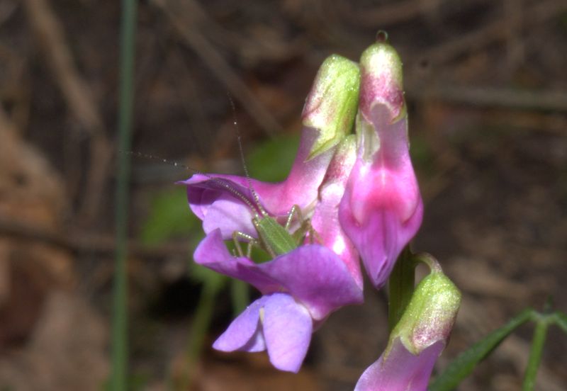 Lathyrus vernus / Cicerchia primaticcia